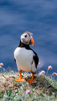 Little Puffin on Isle of Lunga in Scotland