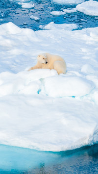 Large polar bear sitting on the ice pack in the Arctic Circl
