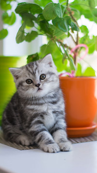 可爱猫咪-拍信图库