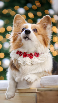 A corgi leading a knot
