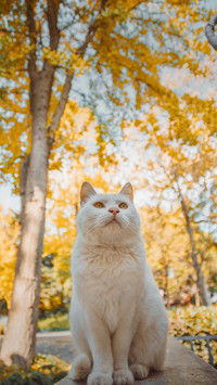 A White Cat Sitting on The Ground
