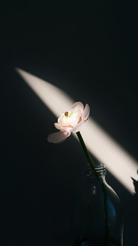 Single White Ranunculus Flower Buttercup