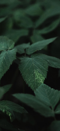 护眼绿植壁纸-锐景创意