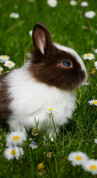 Cute Animals (13)