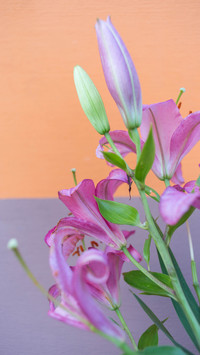 These five tips keep Lily fresh 47