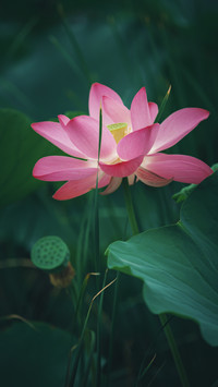 佛意中的荷花