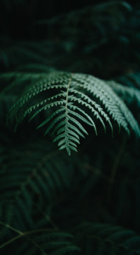 Nature HD - 2020-06-02T125829.106