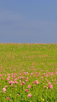 Magnificent flower fields