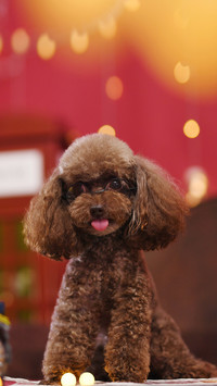 Dog wool serious