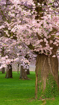 Cherry blossoms in splendor