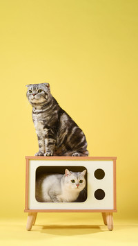 Dont overlook these key points when keeping a cat