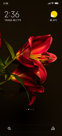nature lily