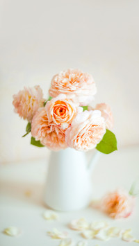 English tea roses in a vase on a white background