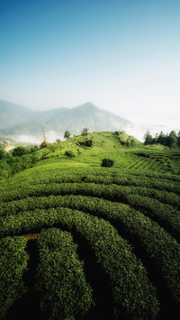 环抱侗寨的茶山与竹林