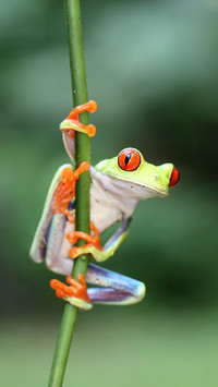 Live rainbows in the animal world 2
