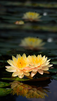 Blooming Flowers