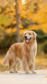 Places that dogs like