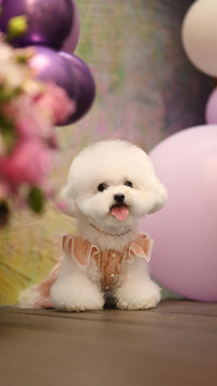 Dont say these words to the dog