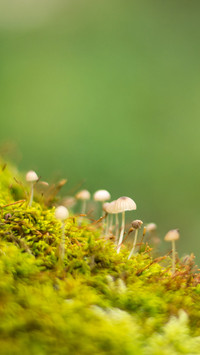 湿地里的苔藓