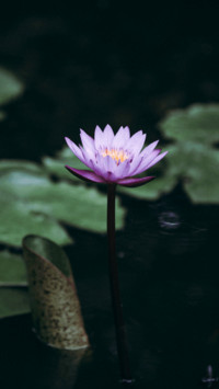 Moonlight over the lotus pond