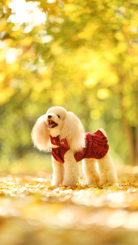 What should dogs pay attention to after exercise 06