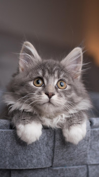 丰富猫咪的生活环境