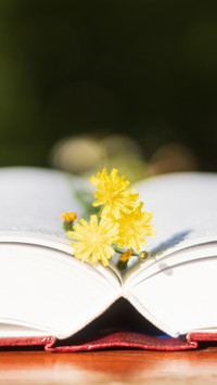 A beautiful spring flower lies on a book