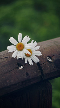 Natural beauty-PAIXIN