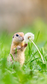 The groundhog on the lawn
