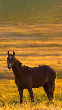 Wild horse grazing in a field at sunrise