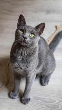 高冷猫咪“养不熟”？