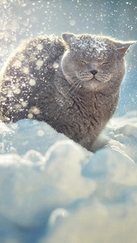 international_cat (1)