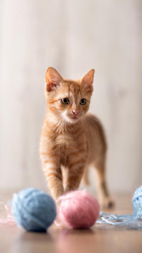 在家也能给猫体检