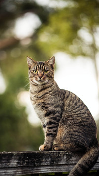 猫咪不听话怎么教育呢