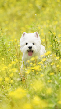 Tips for Bathing Dogs 4