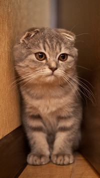 What signs will cats have before they fall ill 91