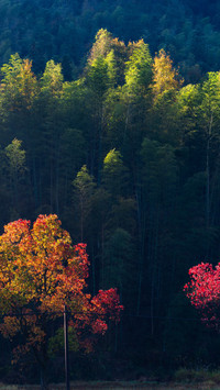 The autumn colors are vivid in Huangshan and Tachuan.