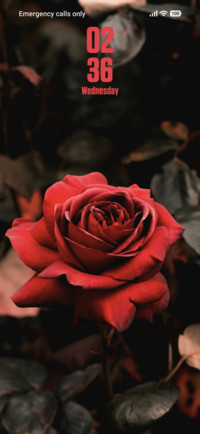 Red Rose