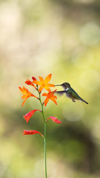Lovely bird-01