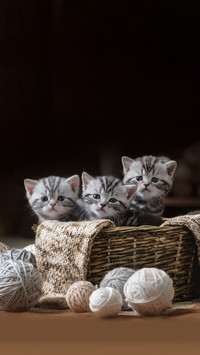 猫狗成为冤家的原因