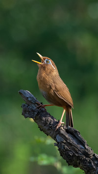 A thrush with a heavenly sound