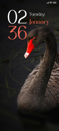 Swan