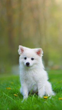 A Dog Walking in The Park in Sunny Weather