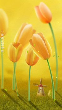 郁金香
