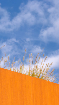 The foxtail grass on the eaves