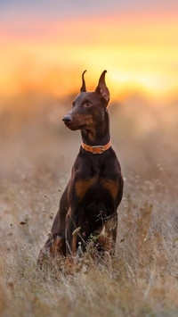 百年贵族杜宾犬