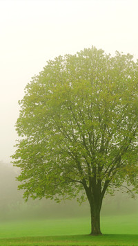 Green tree