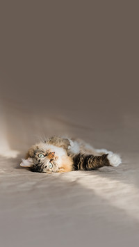 猫咪睡姿警惕性分析