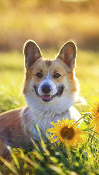 Cute Corgi with Sunflower
