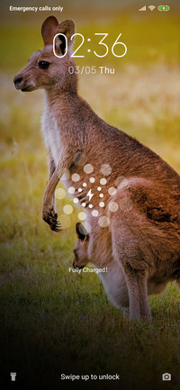 Kangaroo_3MDS